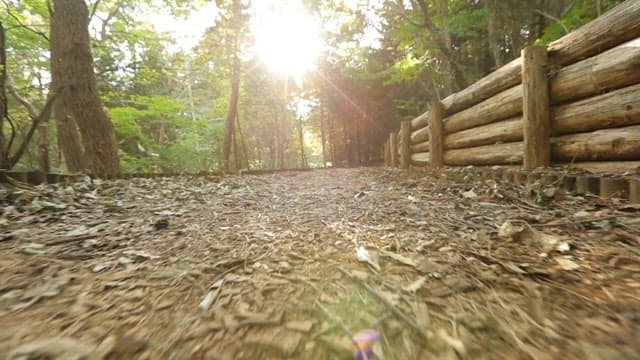 나무가 줄지어 서 있는 햇빛이 비치는 숲속 산책로