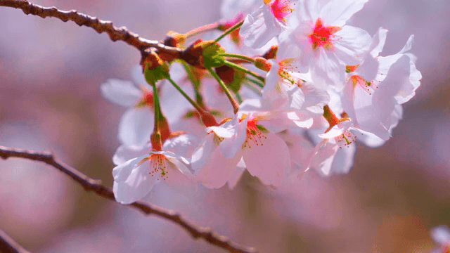 가지에 만개한 벚꽃