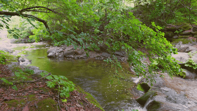 푸른 숲 속의 고요한 시냇물