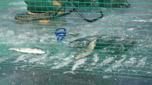 Ice fishing with caught fish on ice