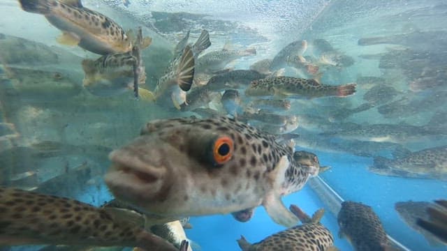 수조 안에서 헤엄치는 물고기들