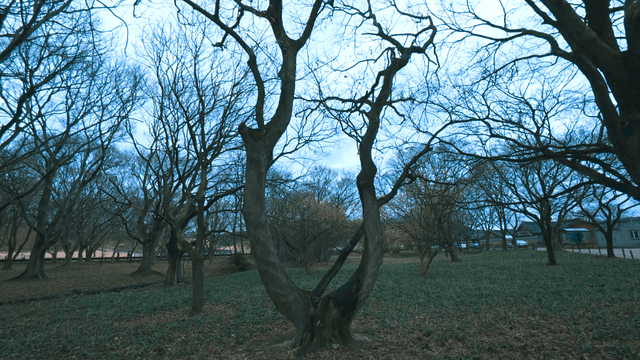 나무가 앙상한 조용한 공원