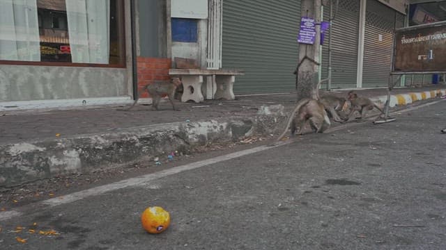 먹이를 차지하기 위해 다투는 원숭이들