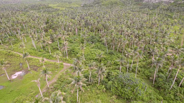 Lush tropical forest with tall palm trees