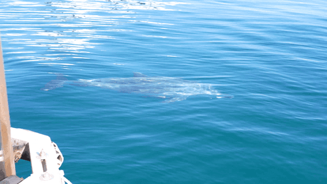 Dolphins swimming in clear blue water