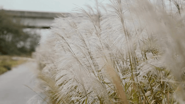 부드러운 바람에 흔들리는 갈대