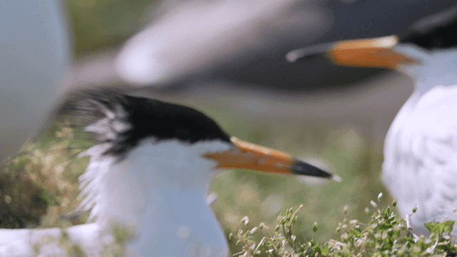 Bird with a spiky crest on grass