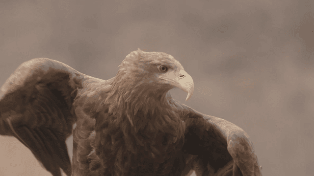 Majestic white-tailed eagle with sharp eyes