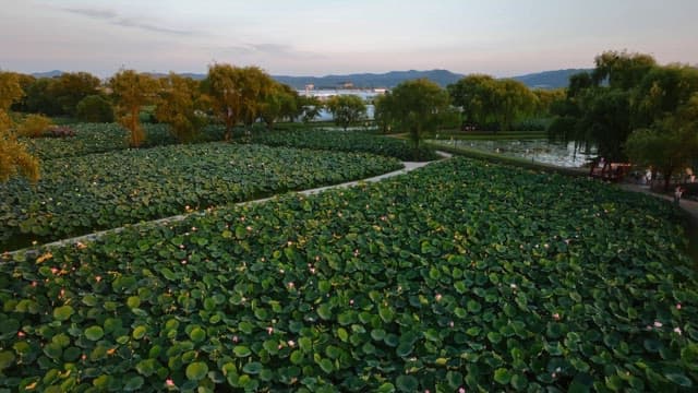 주변 나무가 있는 넓은 연꽃밭