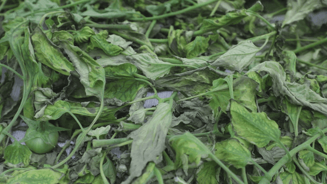 시든 녹색 잎과 덜 익은 토마토