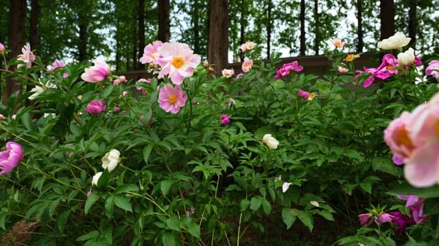 Colorful pink flowers with trees and sunlight in the background