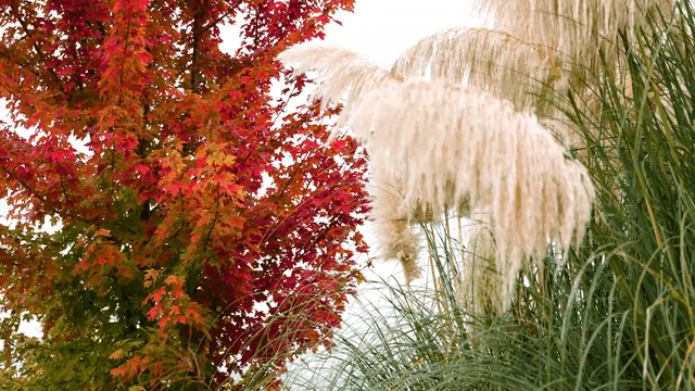 Autumn leaves and tall grasses swaying