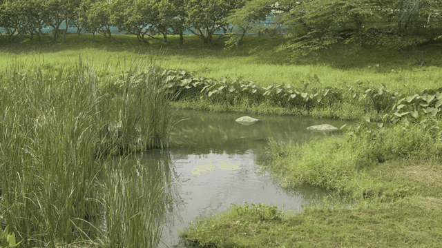 푸른 초목으로 둘러싸인 고요한 연못