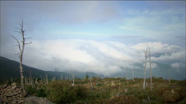 안개 낀 산과 메마른 나무들