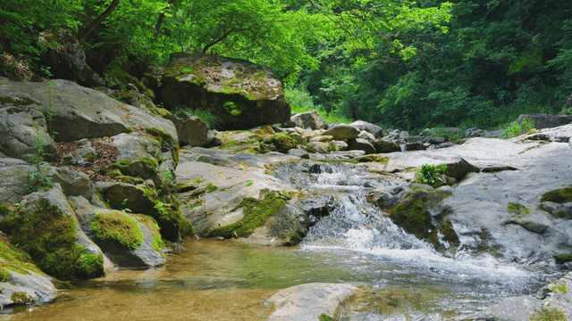 이끼 낀 바위가 있는 고요한 숲 속 개울