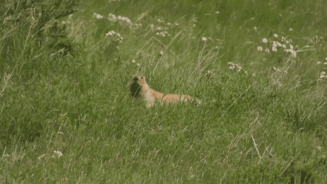 풀 사이로 고개를 내민 마멋