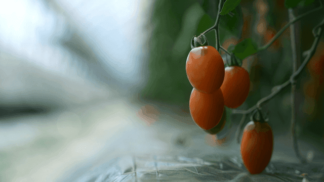Tomatoes ripening on greenhouse floor