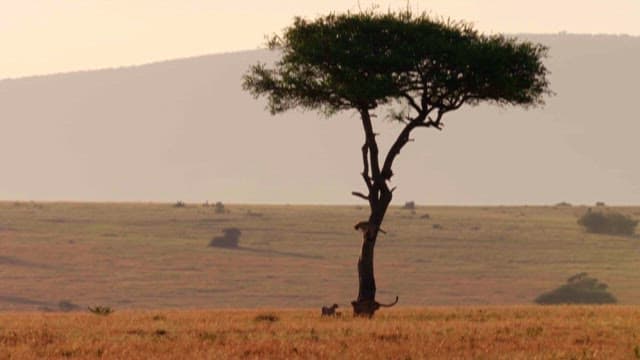 Wildlife in Savannah with Acacia Tree