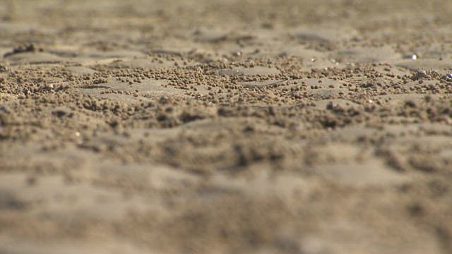 Small Crabs Roaming on Ecosystem of Tidal Flat