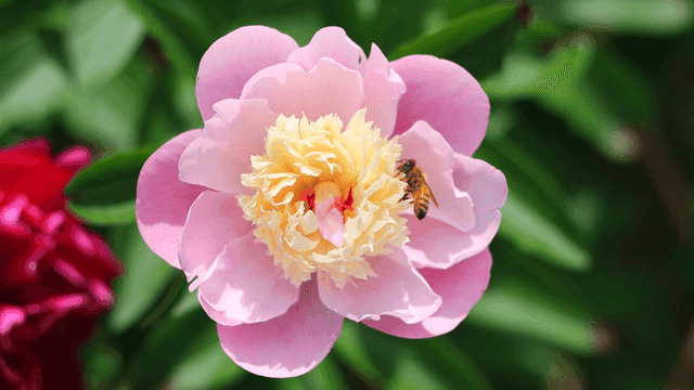 분홍색의 작약 위를 돌아다니는 꿀벌