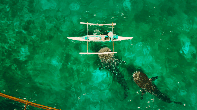 Boat and whale sharks in clear waters