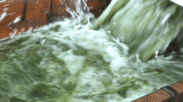 Green seaweed overflowing into basket
