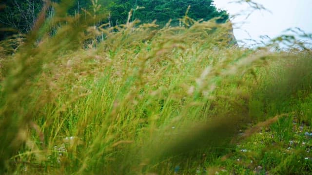 Windy Day in Lush Green Field