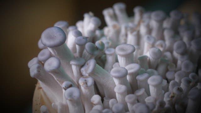 자라는 흰 버섯의 근접 촬영