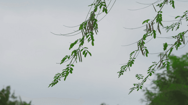 잎과 꼬투리가 달린 녹색 가지