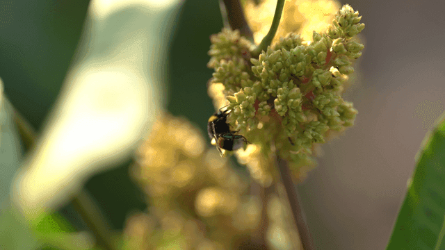 Bumblebees collecting nectar from flowers
