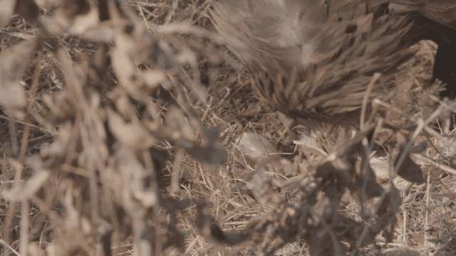 Eagle feeding on prey in the wild