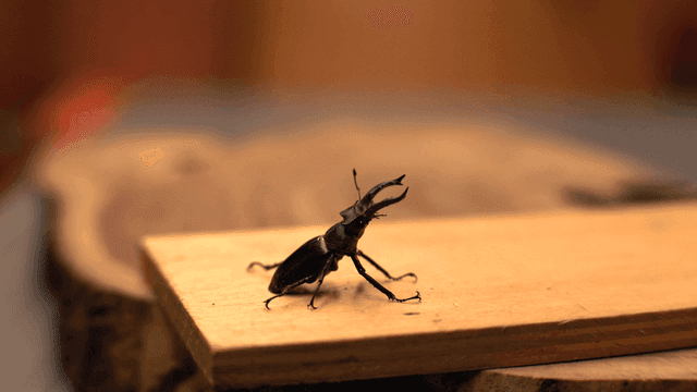 나무 표면 위의 사슴벌레