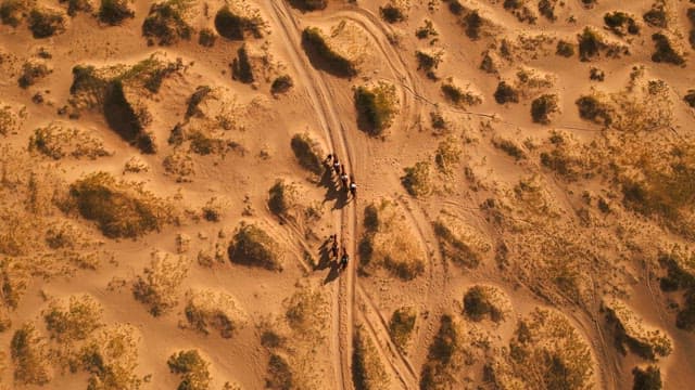 Camels and people in a vast desert