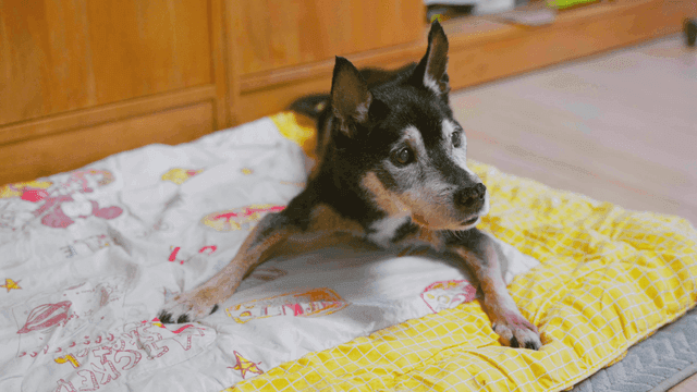 알록달록한 담요 위에 두리번 거리는 노령견