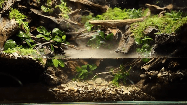 푸른 식물과 바위가 있는 테라리움