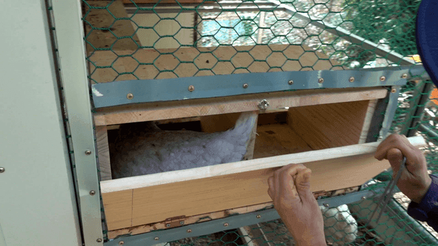 Person opening a chicken coop to check inside