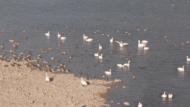 Swans and flock of ducks resting on river