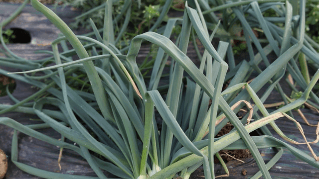 Onions harvested from field