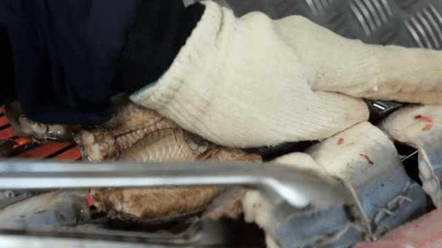 장갑을 끼고 집게로 뒤집는 장어