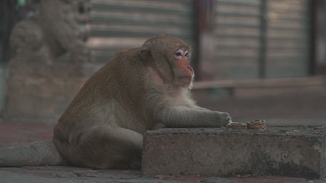 Monkey Sitting on a Sidewalk