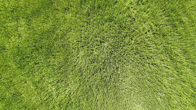 Aerial view of windy green field