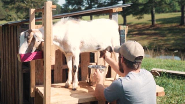 Man Milking a Goat on a Farm