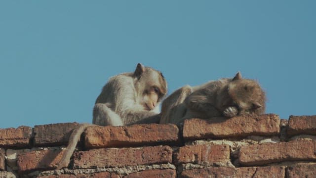 Group of Monkeys Grooming Each Other on Brick Wall in Morning Sunlight