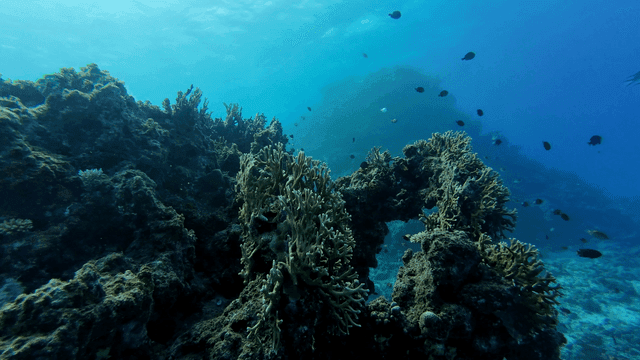 Underwater coral reef with fish swimming