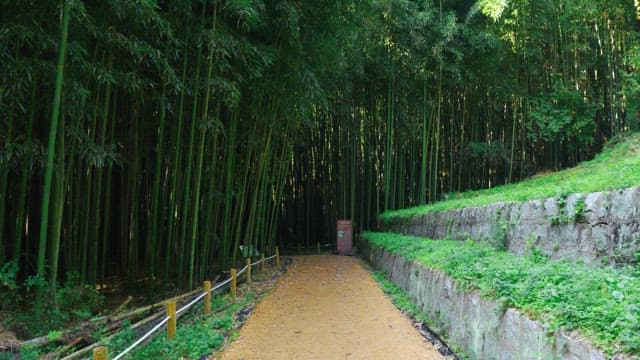 Pathway through dense bamboo forest under sunlight