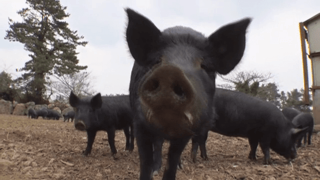 농장에서 돌아다니는 흑돼지들