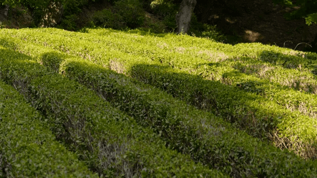 Lush green tea fields under sunlight
