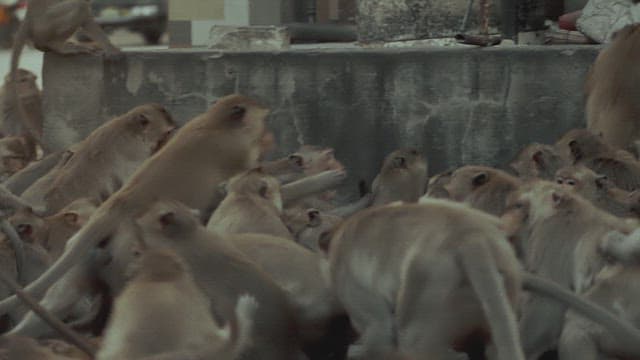 Monkeys Moving in Groups on the Ground