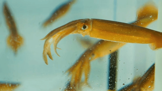 맑은 수조에서 헤엄치는 오징어들