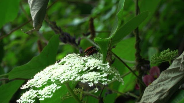 Insects on a white flower in a lush green forest